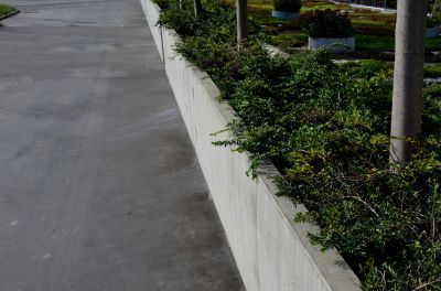Tree Curbing Installation in Honolulu, HI