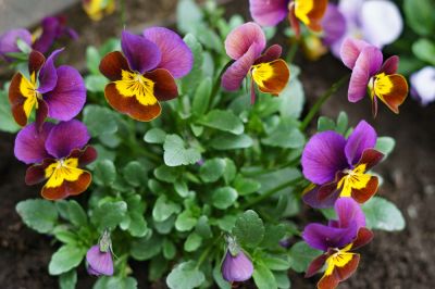 Planting Flowers