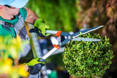 Trimming Shrubs